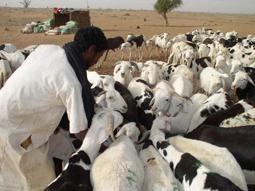 Tabaski 2012: Aminata Mbengue Ndiaye assure un approvisionnement suffisant en moutons