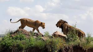 Le Kenya se lance dans les safaris virtuels pour soutenir le tourisme