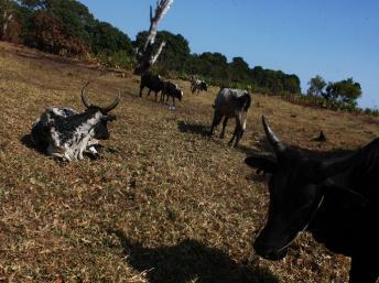 Des villageois ont tué près de 100 voleurs de bœufs, dans l'Anosy au sud de Madagascar, le 4 septembre 2012.