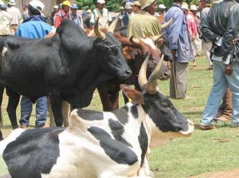 Les violences dans les campagnes mettent les autorités malgaches dans l'embarras