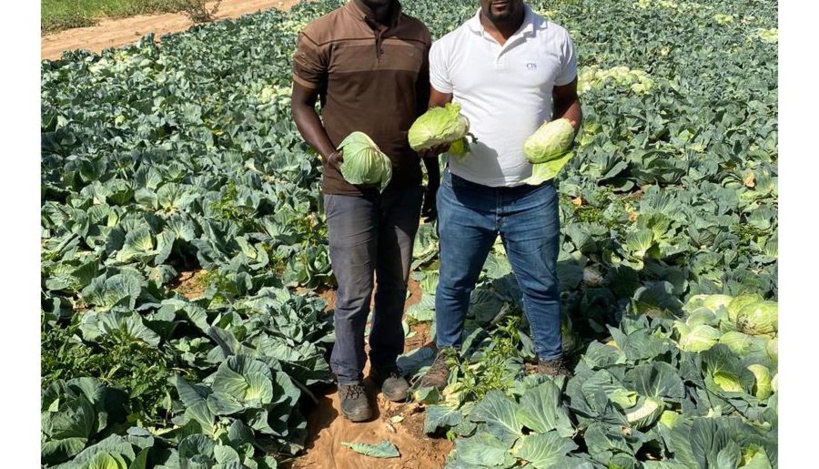 Impact Coronavirus: les maraîchers de Diogo crient «au secours» Impact Coronavirus: les maraîchers de Diogo crient «au secours»