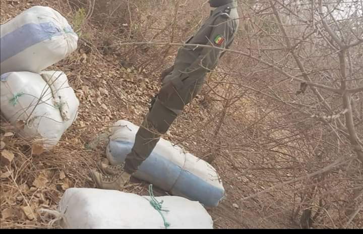 La Douane de Nioro saisit 200 kg de chanvre indien