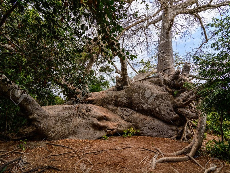 Drame à Kaffrine: un baobab tombe sur deux jeunes filles et fait un mort