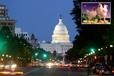 Audio – Aviculture & Sénégal – USA : Les producteurs locaux crachent sur l’offre américaine et Babacar Beye joue au sapeur pompier