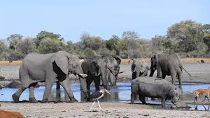 Plusieurs centaines d'éléphants morts mystérieusement au Botswana