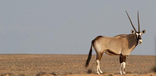 Affaire des gazelles Oryx : la société civile et des écologistes dénoncent "un réel conflit d'intérêts et un crime économique"