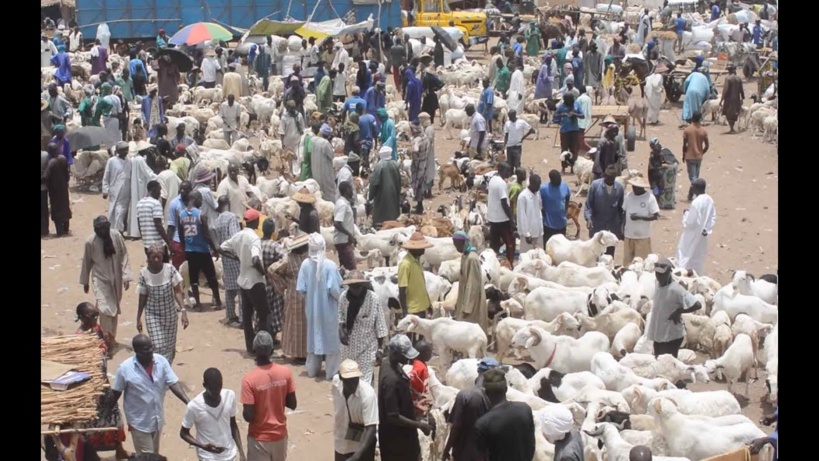 Cherté du mouton à Dahra Djolof à l'approche de la Tabaski: il faut casquer 100 000 frs pour un agneau