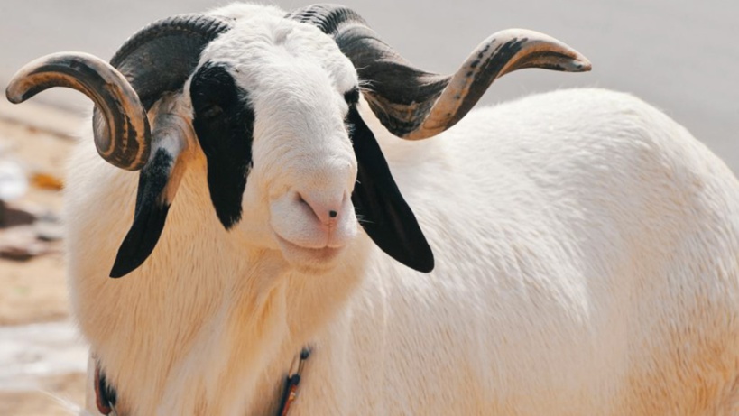 Tabaski 2020: pas encore le grand rush dans les forails de moutons à Dakar... les vendeurs se rabattent sur WhatsApp