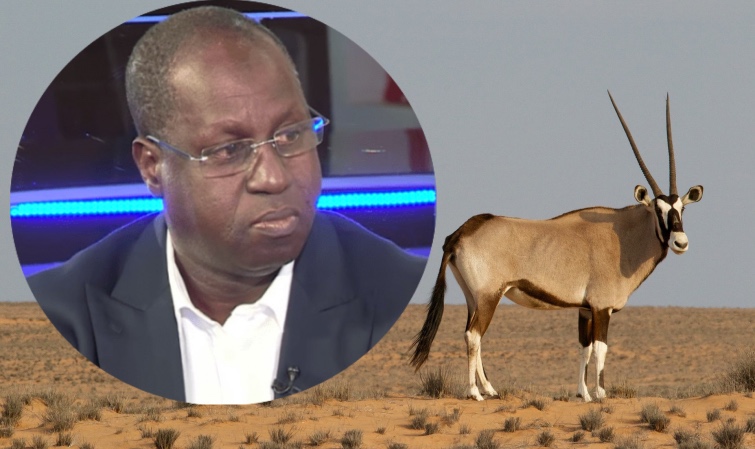 Transfert des 6 Gazelles Oryx : Le Colonel Momar Gueye pour l'ouverture d'une enquête