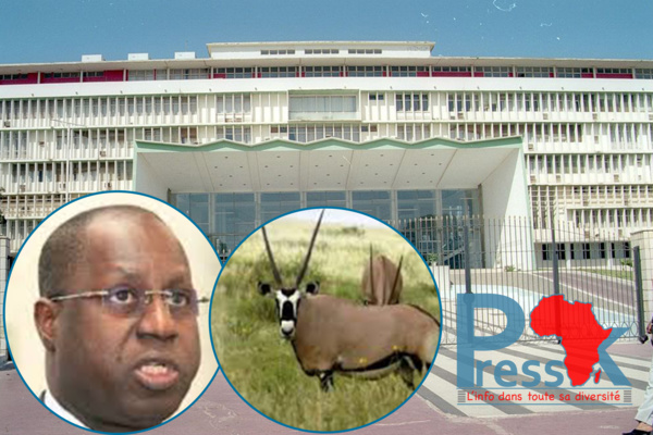 La députée Marème Soda Ndiaye porte la cause des gazelles Oryx à l'Assemblée nationale (Question écrite) La députée Marème Soda Ndiaye porte la cause des gazelles Oryx à l'Assemblée nationale (Question écrite)