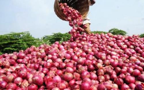 Tabaski: l’oignon local fixé à 325 FCFA le kilogramme Tabaski: l’oignon local fixé à 325 FCFA le kilogramme
