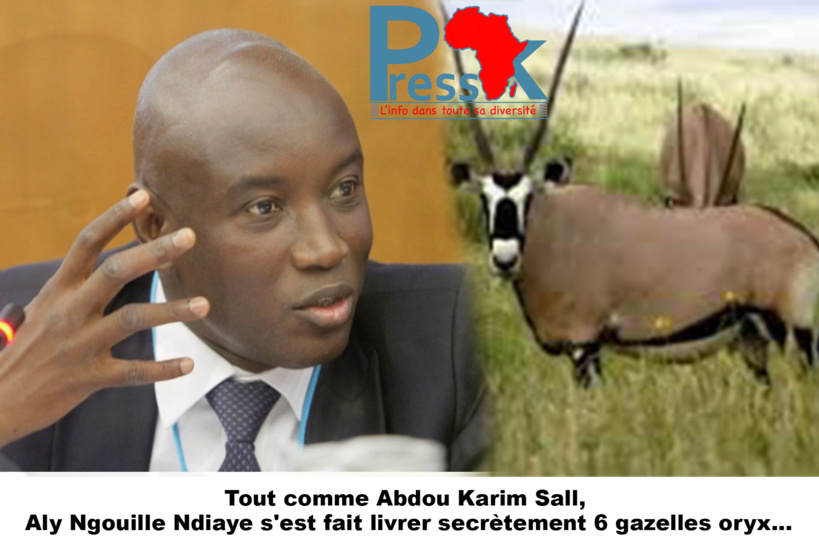 Tout comme Abdou Karim Sall, Aly Ngouille Ndiaye s'est fait livrer secrètement 6 gazelles oryx...