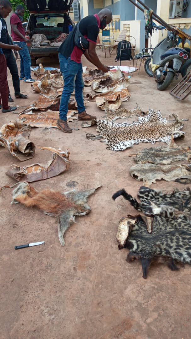 Trafic d’espèces protégées : 3 présumés trafiquants arrêtés, 24 peaux de léopard saisies à Kolda