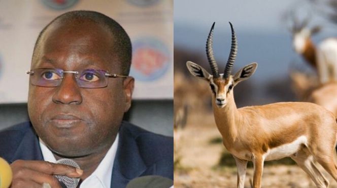 Affaire des Gazelles Oryx: choqué, le Forum Civil Section Ranerou interpelle l’ONU-Environnement et d’autres organisations internationales