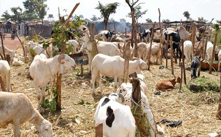 Tabaski: le marché lougatois n’est toujours pas approvisionné en moutons à deux semaines de l’événement