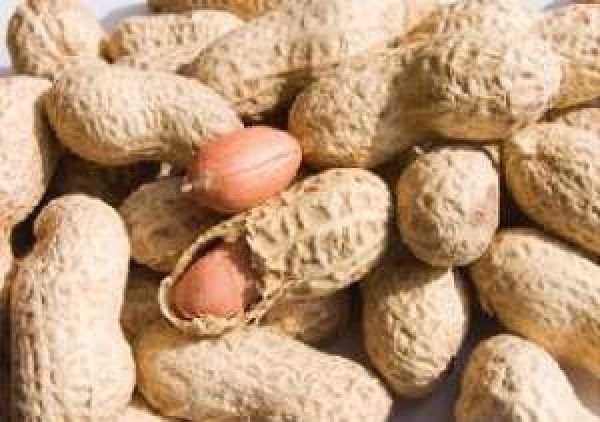 AUDIO – Baisse de la production arachidière, cette année : Aliou Dia demande à l’Etat de fixer le prix de l’arachide dans les meilleurs délais
