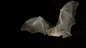 La chauve-souris au cœur des recherches sur le coronavirus au Zimbabwe