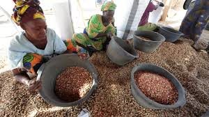 Secteur arachidier sénégalais: les agriculteurs se ruent vers les Chinois et leur argent, les huiliers agonisent