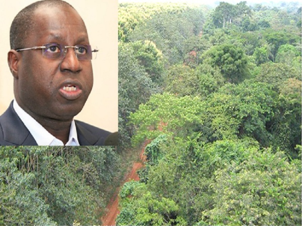 Forêt classée de Mbao : « l’Etat n’envisage pas de déclassifier un millimètre carré pour quelque besoin que ce soit» (ministre) Forêt classée de Mbao : « l’Etat n’envisage pas de déclassifier un millimètre carré pour quelque besoin que ce soit» (ministre)