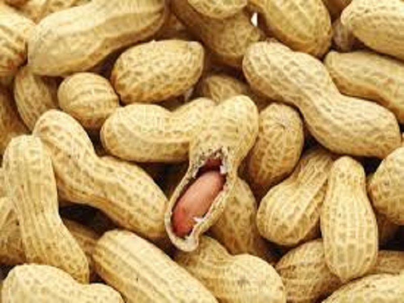 Fixation prix d'achat de l'arachide: les organisations de producteurs de la graine oléagineuse se dressent contre le Cnia