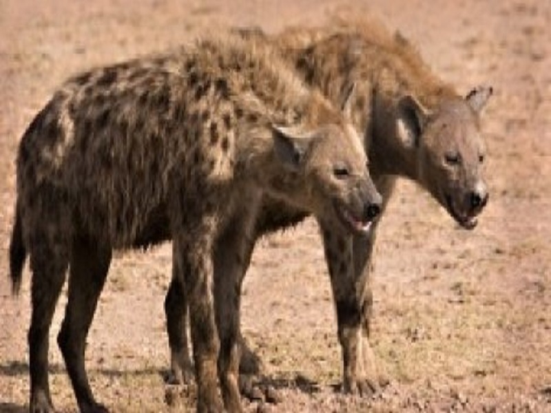 Saraya : des hyènes exhument des dépouilles