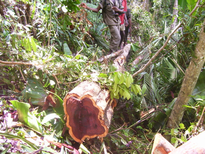 Nouvelle affaire de trafic de bois de rose à Madagascar