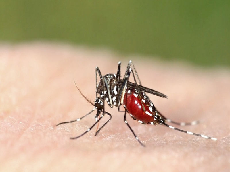 Dengue à Kaffrine : une fille et un garçon de 18 ans touchés