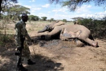 Kenya : des braconniers commettent le pire massacre d'éléphants