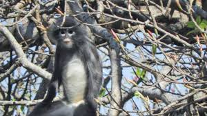 Le Popa langur, une nouvelle espèce de singe découverte en Birmanie