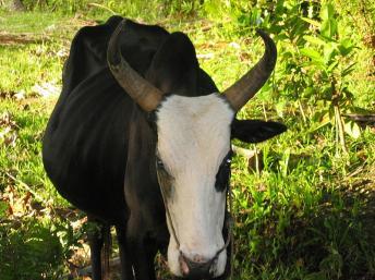 Les voleurs auraient dérobé 60 bêtes avant d’être pris en chasse par les villageois.