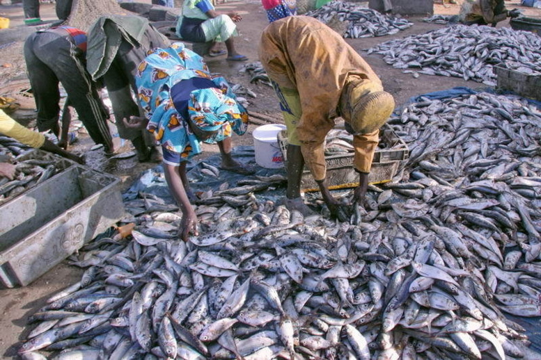Les défenseurs de la mer accusent le Gaipes de se sucrer sur le dos des sénégalais avec la complicité de Greenpeace Sénégal