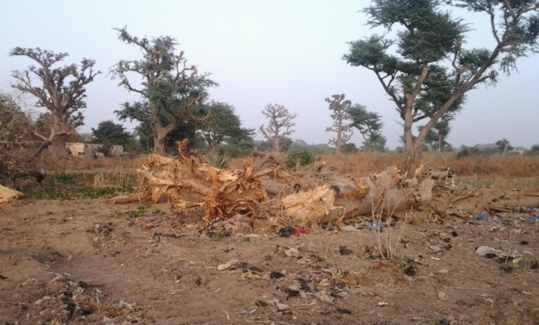 Destruction de forêt : « Le poumon vert de Thiès » n’existe presque plus