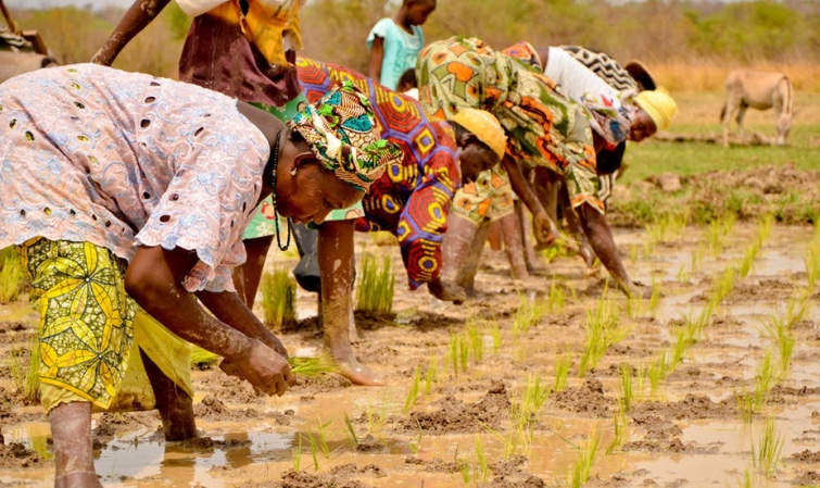 Agriculture à Podor: Mbolo Birane réclame l’aménagement des terres par la SAED