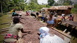 Bras de fer avec les multinationales du chocolat: les inquiétudes des producteurs