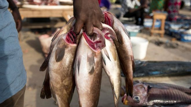 Grève des mareyeurs du Sénégal : Pas de poissons pendant 3 jours