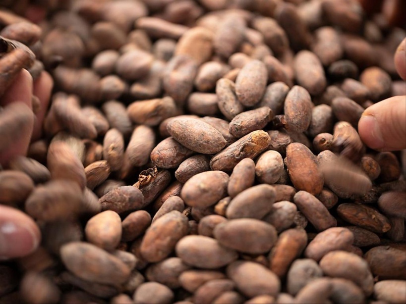 Le Conseil Café Cacao (CCC) de Côte d'Ivoire lève les sanctions contre le groupe chocolatier Hersey