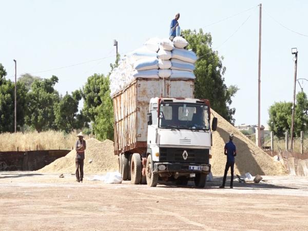Les paysans du bassin arachidier appellent à une rétention des graines: ils veulent vendre le kilo à 300 frs