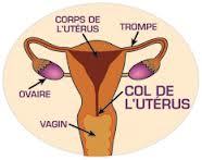 Tambacounda : Dépistage du Col de l’Utérus à 2500 F Cfa