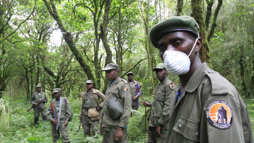 RDC: au moins six gardes-parc tués dans une attaque dans le parc des Virunga RDC: au moins six gardes-parc tués dans une attaque dans le parc des Virunga