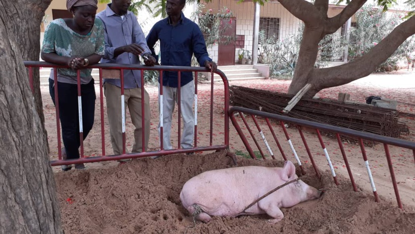 Complaintes éleveurs de Porcs: Quand le «Niamu Mbaam… » devient introuvable Complaintes éleveurs de Porcs: Quand le «Niamu Mbaam… » devient introuvable
