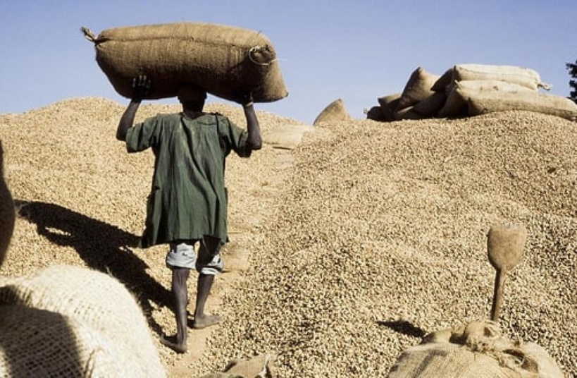 Arachide: des producteurs contestent les 1.800.000 tonnes du ministre de l’Agriculture, Dr Moussa Baldé