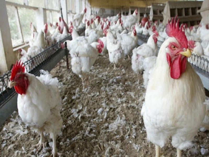 Grippe aviaire : le foyer de pout a été circonscrit (Ministre)