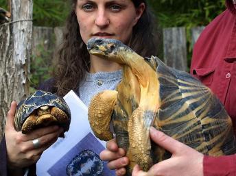 Deux tortues de Madagascar saisies par les douanes et recueillies par le zoo d'Amnéville (France). AFP