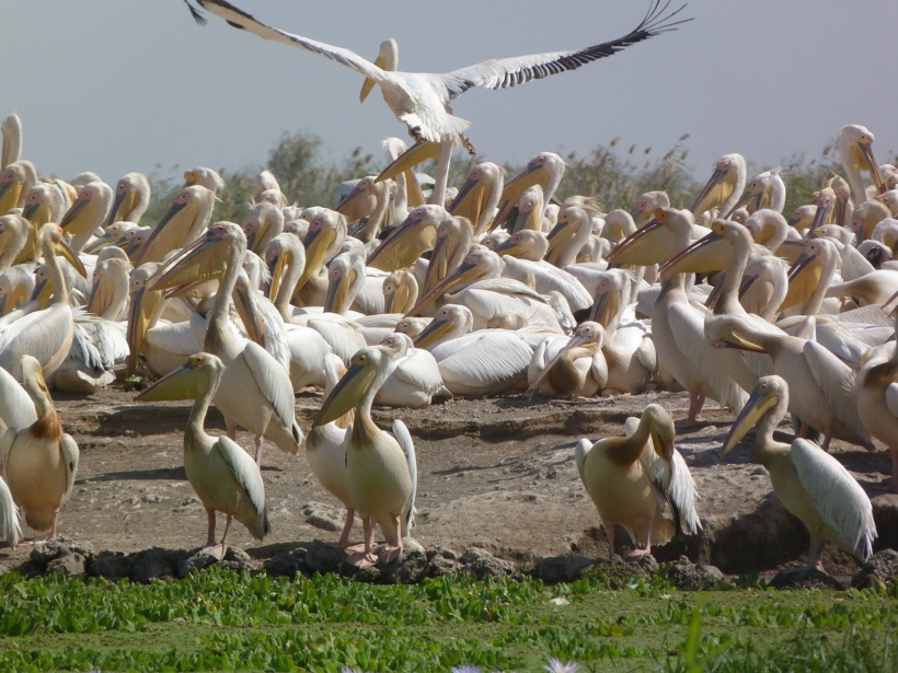 Mort des 750 pélicans au Parc de Dioudj: la grippe aviaire en est la cause Mort des 750 pélicans au Parc de Dioudj: la grippe aviaire en est la cause