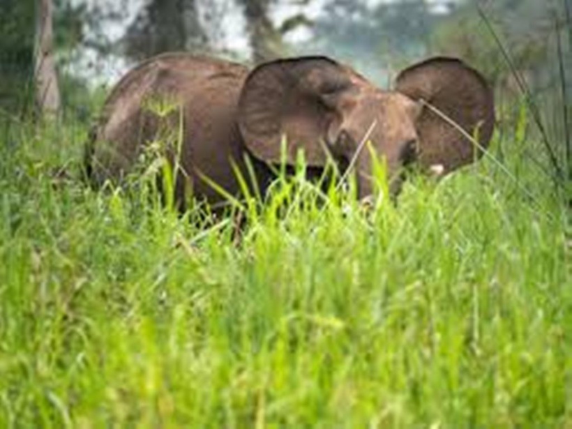 Gabon: le conflit entre les hommes et les éléphants devient préoccupant Gabon: le conflit entre les hommes et les éléphants devient préoccupant