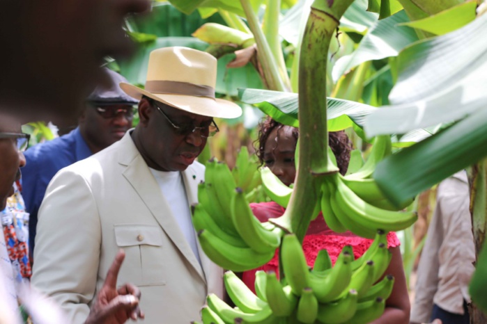 "Embargo" de la Guinée sur les fruits: pénurie de bananes à Dakar !