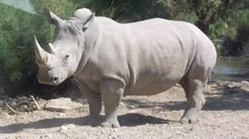 RD Congo: démantèlement d’un réseau de trafic de cornes de rhinocéros blanc RD Congo: démantèlement d’un réseau de trafic de cornes de rhinocéros blanc