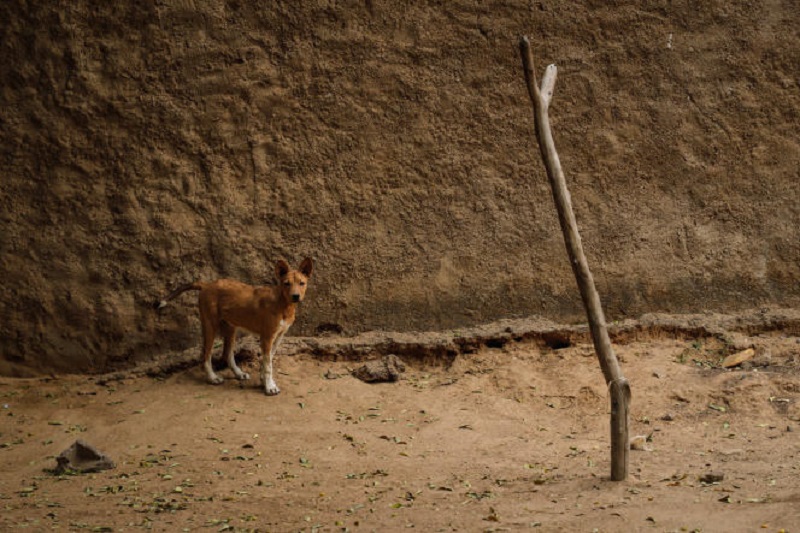 Au Mali, le trafic de viande de chien, un business qui prospère chez les plus démunis