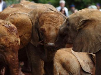 Centrafrique: les éléphants menacés par la situation politique