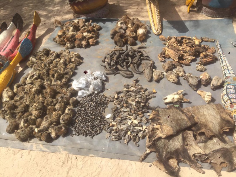 Les Eaux et Forêts de Kaolack ont saisi des trophées d’animaux sauvages Les Eaux et Forêts de Kaolack ont saisi des trophées d’animaux sauvages